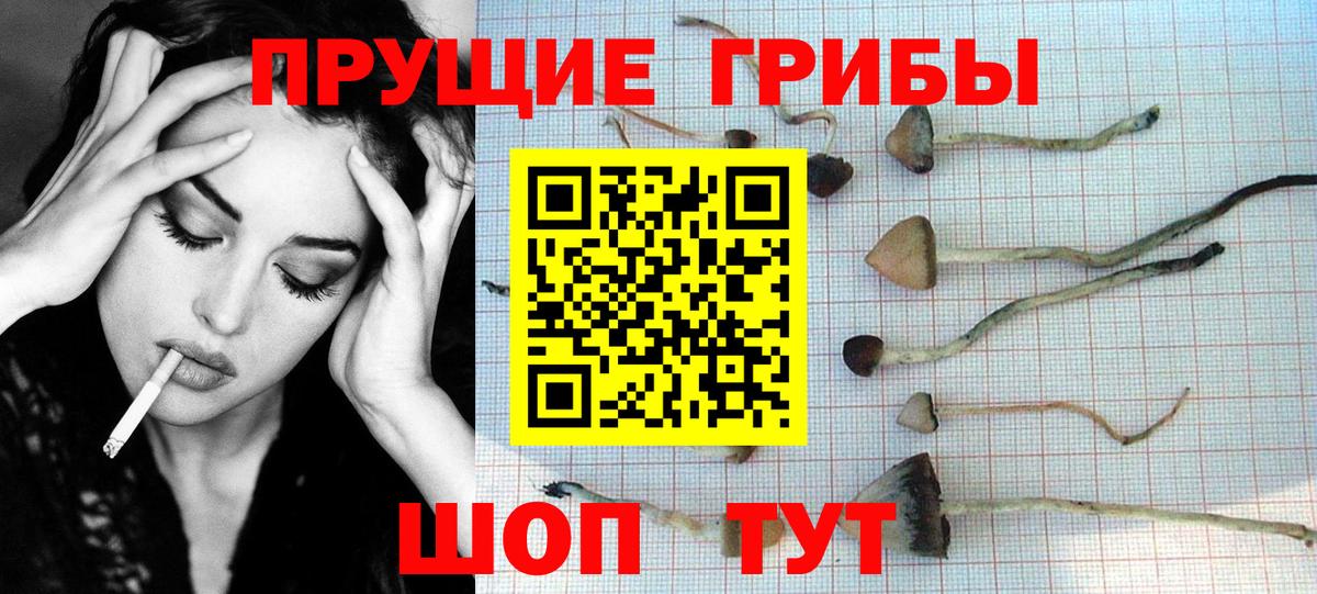 Галлюциногенные грибы GOLDEN TEACHER  Галлюциногенные грибы GOLDEN TEACHER  Сергиев Посад  Вход с VPN 