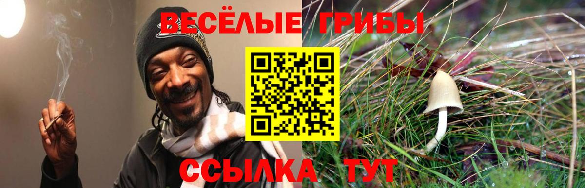 Псилоцибиновые грибы Psilocybe Сергиев Посад
